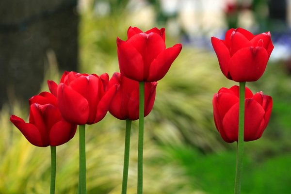 Fenetres nancy : guide pour choisir la meilleure option