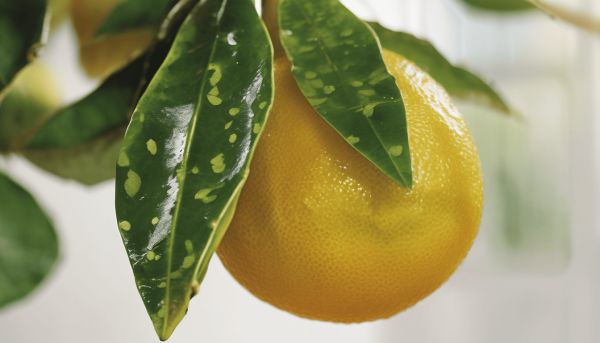 Des photos révélatrices des maladies des agrumes sur vos plantes
