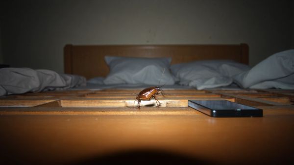 Solutions rapides pour éliminer les punaises de lit à Toulouse